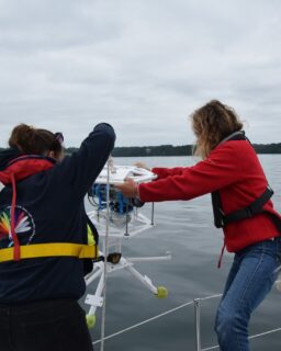 Nous avons déployé notre KOSMOS dans la baie de Concarneau, avec l'association l'Appel du large. Cette association fait découvrir la navigation à la voile, la biodiversité et les sciences participatives à des jeunes qui n’ont pas l’opportunité d’aller en mer. ⛵️

La caméra sous-marine a pu observer des gobies nageurs, des lieux jaunes et quelques vieilles, dans un environnement de laminaires et de cystoseires. 🐟

Nous avons même eu un invité surprise en remontant la caméra !
As-tu réussi à le voir sur la photo n°2 ?

C’est une étoile de mer glaciaire [Marthasterias glacialis]. ⭐️

@appel__du_large @ifremer_officiel @konkarlab